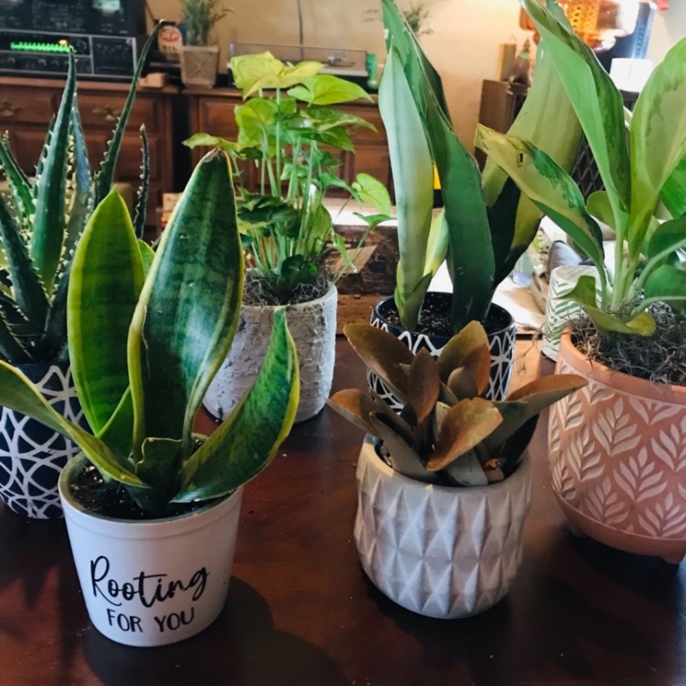 HOUSE PLANT CUTTINGS!! RARE Heartleaf Philodendron BRASIL Cutting, + many others - Picture 8 of 10